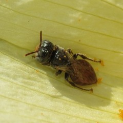 Macroteropsis