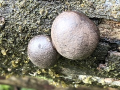 Daldinia concentrica