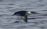 Manx shearwater banking close to the water, dark above and pale below