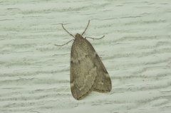 Alsophila pometaria