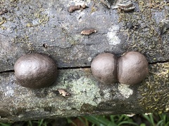 Daldinia concentrica