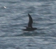 Puffinus mauretanicus