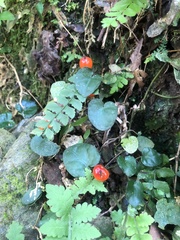Geophila repens