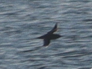 Puffinus mauretanicus