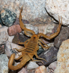Centruroides sculpturatus