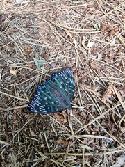 Dichorragia nesimachus