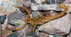 Centruroides sculpturatus