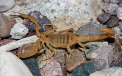Centruroides sculpturatus