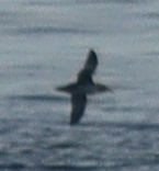 Puffinus mauretanicus