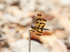 Rhyothemis graphiptera