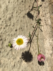 Erigeron karvinskianus