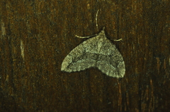 Thera juniperata