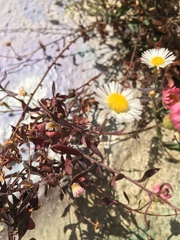 Erigeron karvinskianus