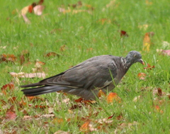 Columba palumbus