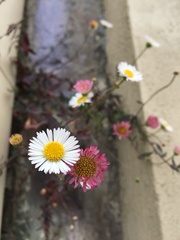 Erigeron karvinskianus