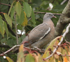 Columba palumbus