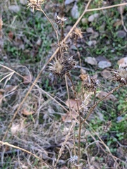 Centaurea melitensis