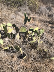 Opuntia littoralis