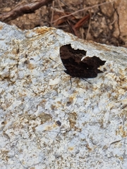 Kaniska canace