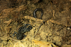 Plethodon kentucki
