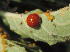 Cycloneda sanguinea