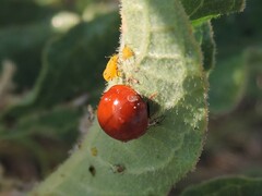 Cycloneda sanguinea