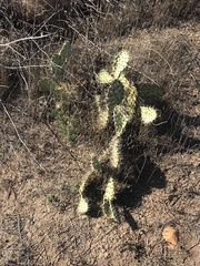 Opuntia littoralis