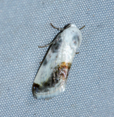 Acontia