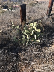 Opuntia littoralis