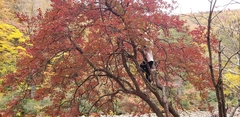 Vaccinium arboreum