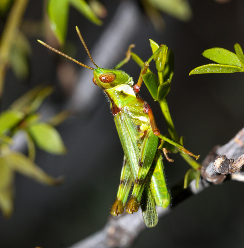 Creosote Bush Grasshopper photo 5