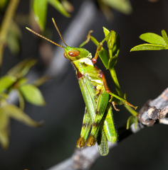 Bootettix argentatus