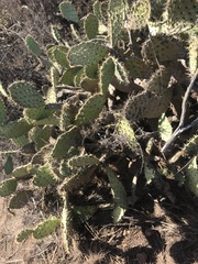 Opuntia littoralis