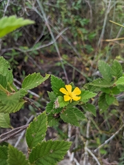 Turnera ulmifolia