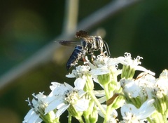Coelioxys dolichos