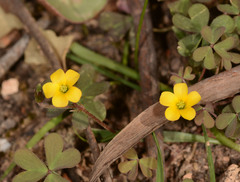 Oxalis perennans