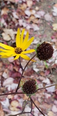 Helianthus atrorubens