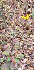 Helianthus atrorubens