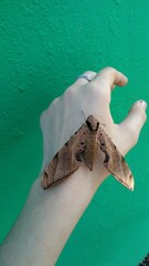 Protambulyx strigilis