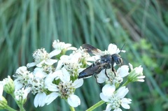 Coelioxys dolichos