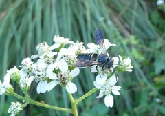 Coelioxys dolichos
