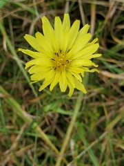 Pyrrhopappus carolinianus