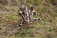 Anaxyrus americanus copei