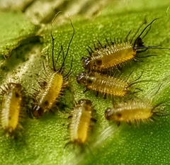 Aspidimorpha miliaris