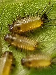 Aspidimorpha miliaris