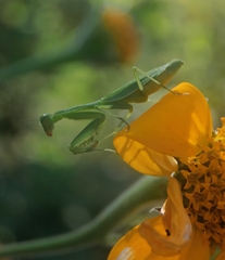 Stagmomantis fraterna