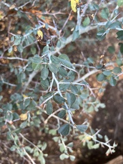Ceanothus cordulatus