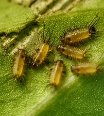 Aspidimorpha miliaris