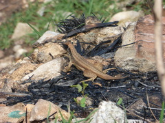 Leiocephalus raviceps