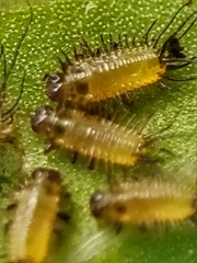 Aspidimorpha miliaris